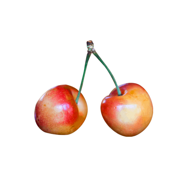 Branch Apple – Image 4